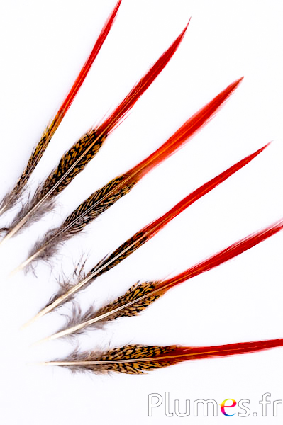 Faisan doré queue - 10-15 cm - rouge naturel